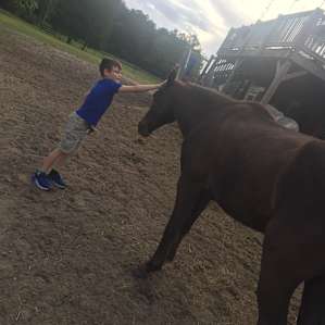 The horses are kid/dog-friendly. The children fed them hay and groomed them all afternoon.