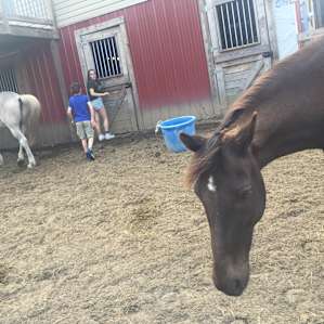 Checking out the stable to see the sheep, baby chicks, miniature horses, and baby goats.