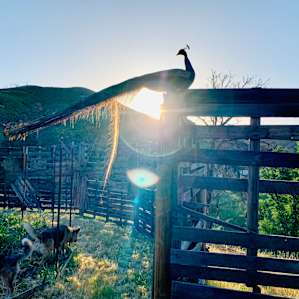 Camp peacock