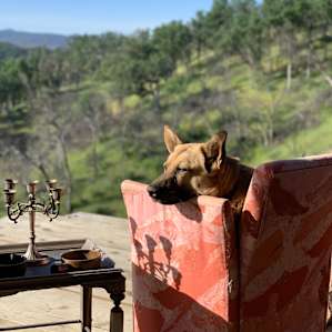 Dog with a view