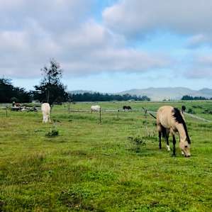 Awesome horses roaming the fields around the site.