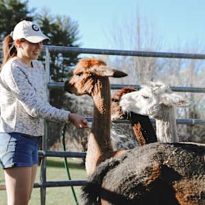 The Alpacas loved the water!