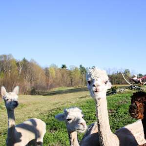 Greeting their visitors.