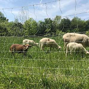 The lambs out on pasture!