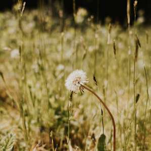 Herb and Flower Farm Retreat