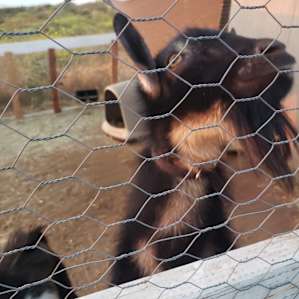 Valley Overview & Baby Goats (RV)