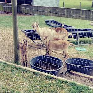 Silk Purse Farm