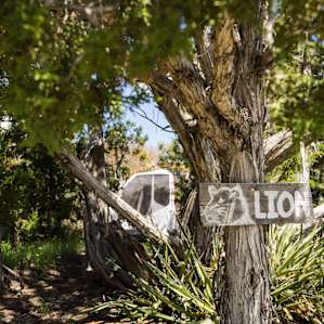 Secluded lion campsite
