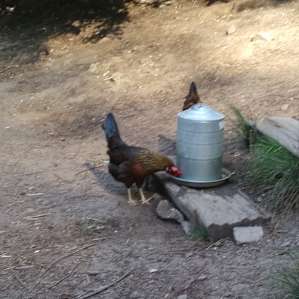 Free range chickens. Love them.