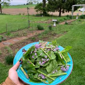 A salad made from Tam’s garden!