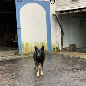 Tam’s sweet German Shepard, Willow