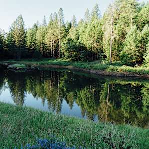 Morning at the pond nearby