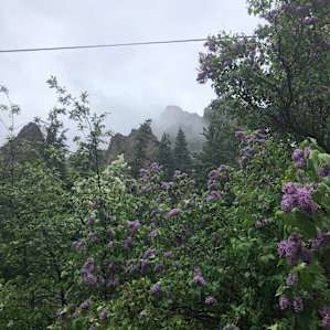 Lilac trees