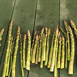Asparagus we picked on our morning walk!