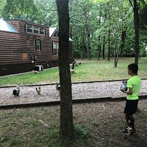 We LOVED watching the chicken at the sites!