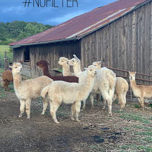 Alpacas checking us out.
