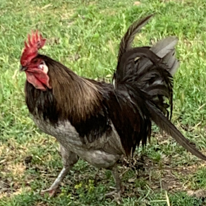 This guy is a handful, but ya gotta have a rooster on the farm.