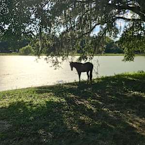 Rey Dag Farm