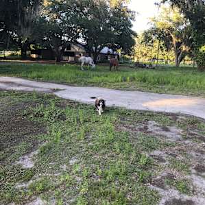 Rey Dag Farm