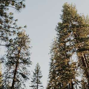 Big BIG trees that make the whole site feel so cozy and safe.