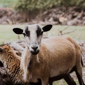 One of the resident sheep.