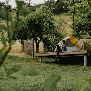 Stellar Oaks