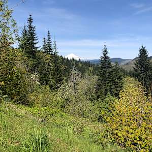 Cedar Shack at Klickitat Treehouse