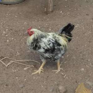 Mr. Chicken.