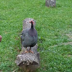 Minnie the guinea hen