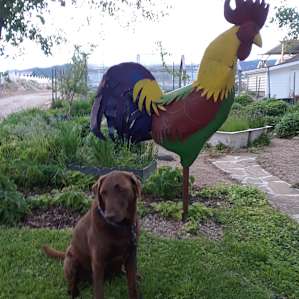 My lab, Riley, enjoying the open space at Red Hen Gardens.