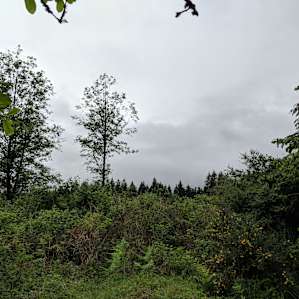 Huckleberries at Chubby Bunny Farm
