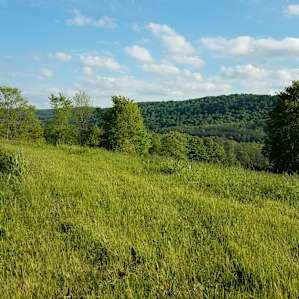 Campsite @ Rune Hill Sanctuary