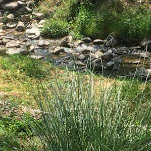 Creek running along the campsite.
