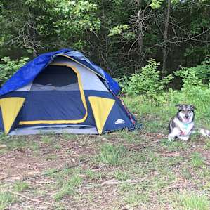 Koda and the tent at site 1