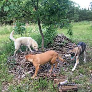 Koda, Rudy, and Molly investigate the firewood