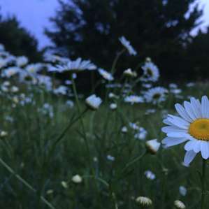 Beautiful wildflowers on the property at dusk