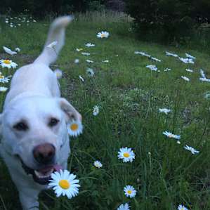 Rudy in the daisies