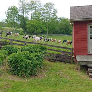 The cows!