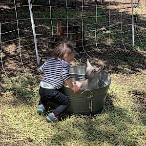 Baby goats 🐐