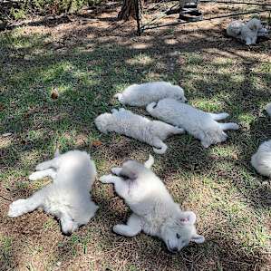 The puppies!