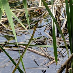 The Pond is full of wildlife.