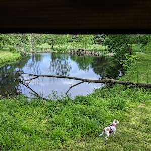 The dogs loved exploring