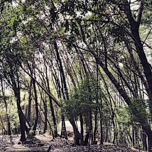 Madrone Ridge Tent 2