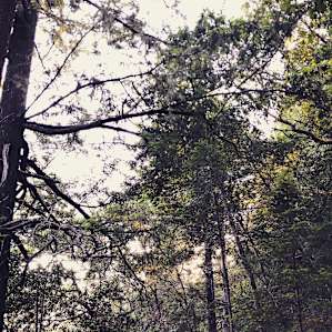Madrone Ridge Tent 2