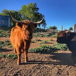 Cheyenne Mountain Farm