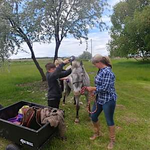Getting ready to saddle up.