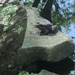 One of many frogs by the pond. We could hear them singing at night!