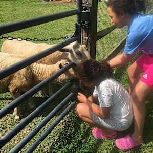 Feeding the sheep as part of the experience.