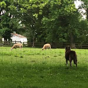 Our city dog wondering what are these huge creatures?! LOL