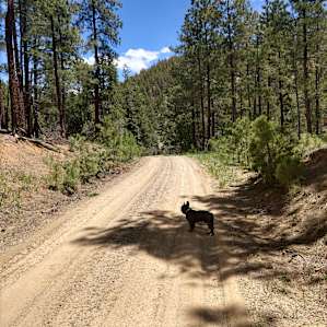 Dog heaven